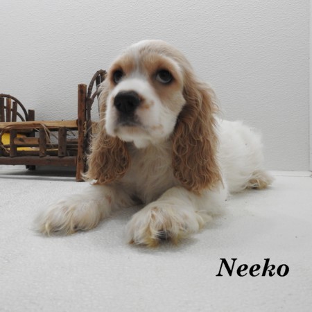 puppy, for, sale, Cocker Spaniel, Joe & Cherri  Overlease, dog, breeder, Miller, MO, dog-breeder, puppy-for-sale, forsale, nearby, find, puppyfind, locator, puppylocator, aca